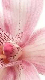 ai character: Guessing Your Name background