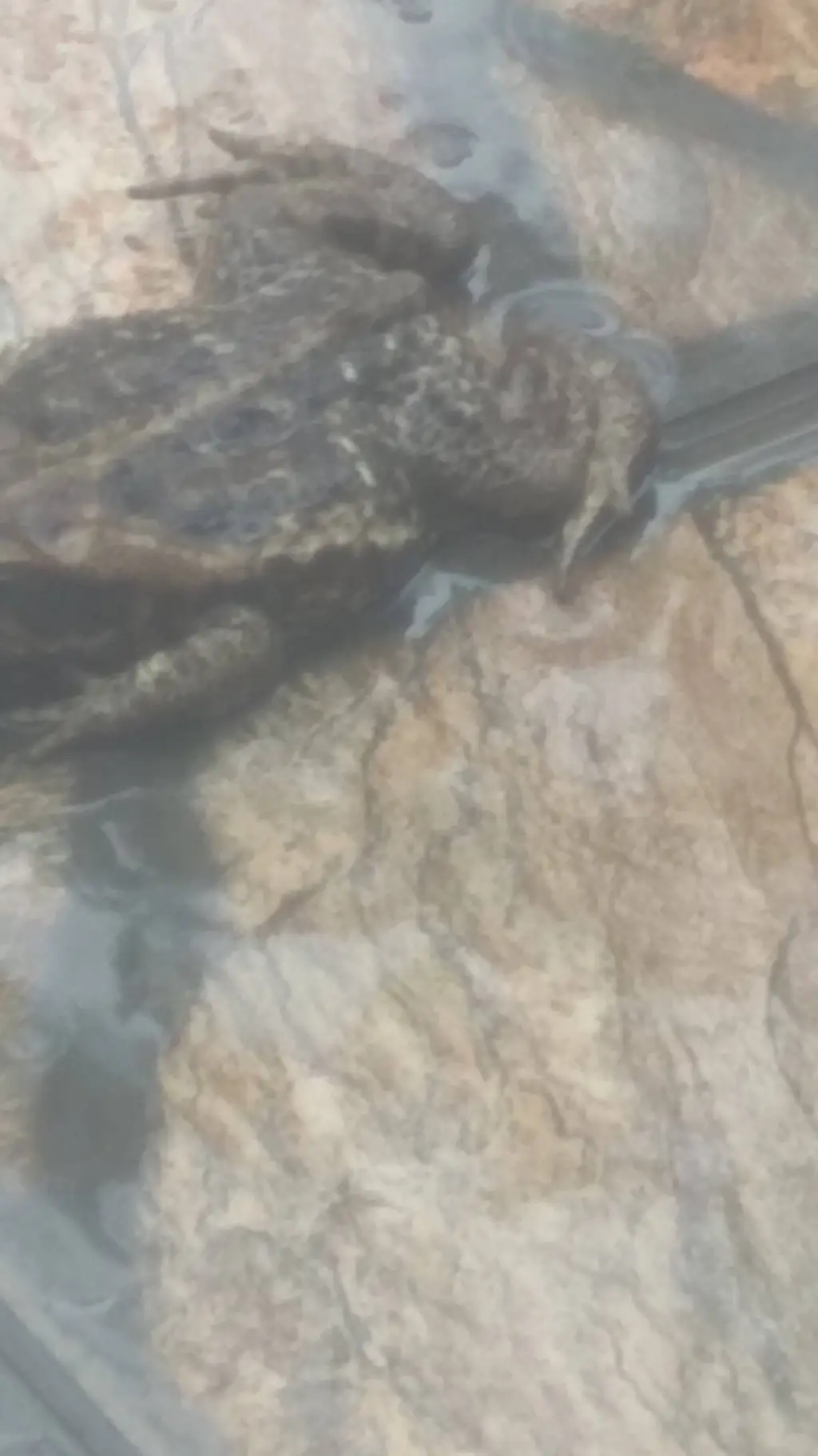 ai character: sapo background