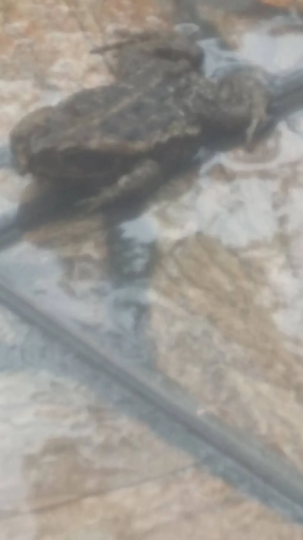 ai character: sapo background