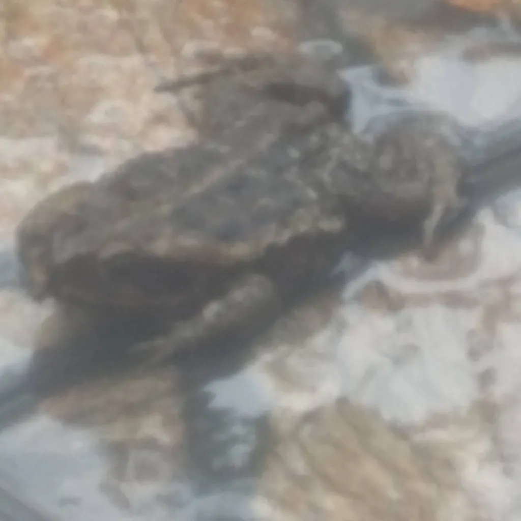 chat with ai character: sapo