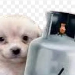 chat with ai character: perrito ctm