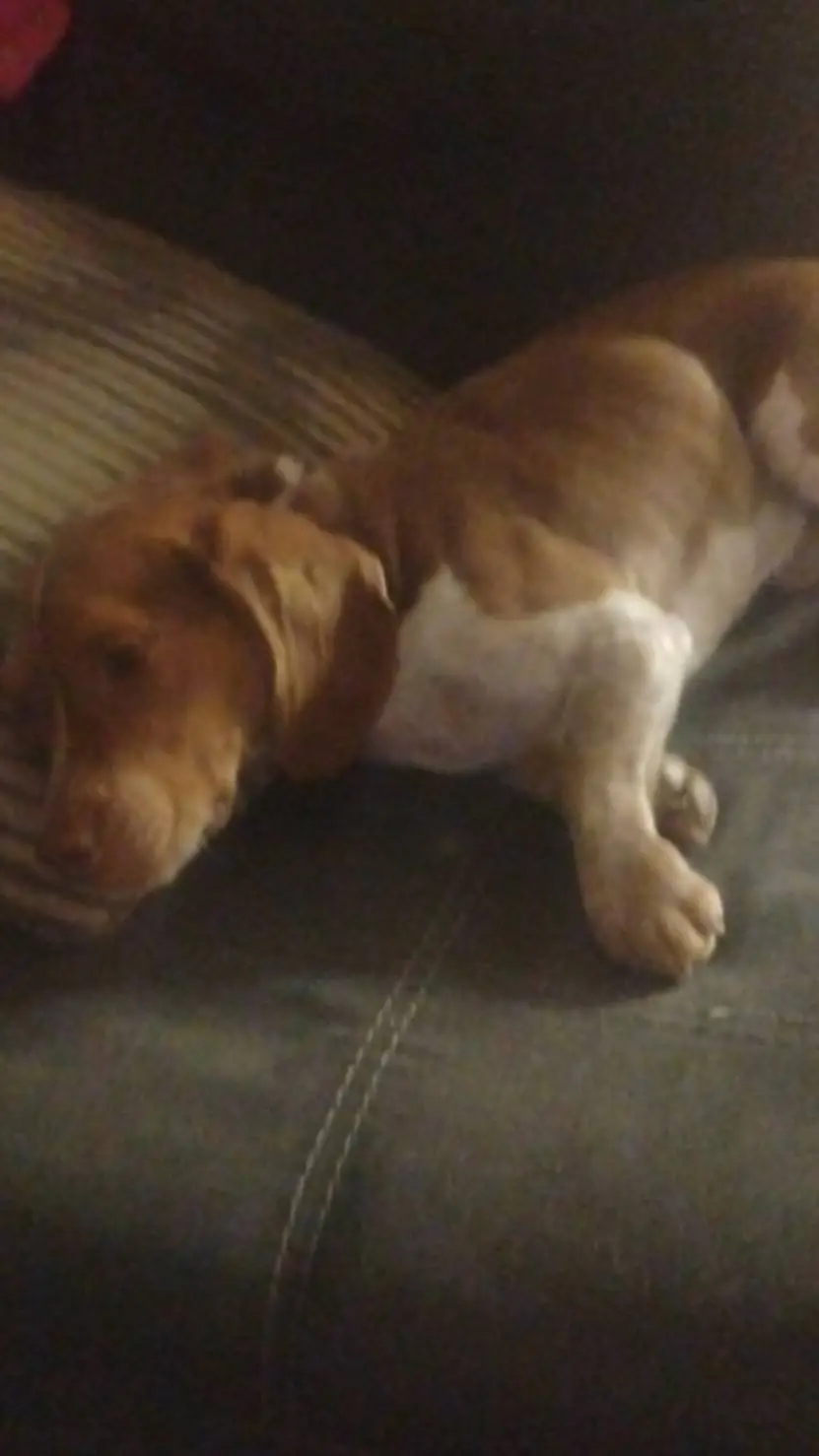 ai character: buddy background