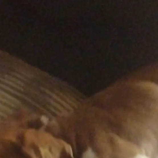 chat with ai character: buddy