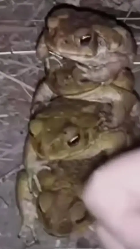 ai character: the 4 frogs background