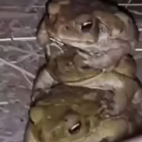 chat with ai character: the 4 frogs