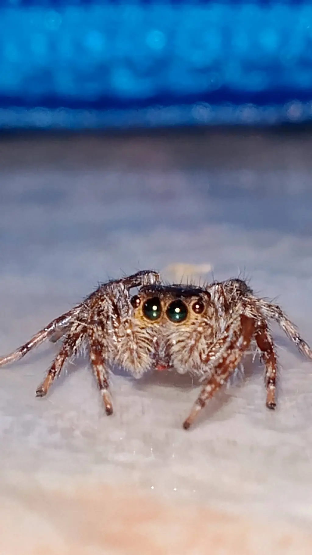 ai character: spiderguy background