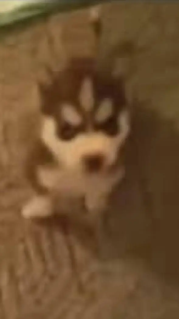 ai character: dawg background