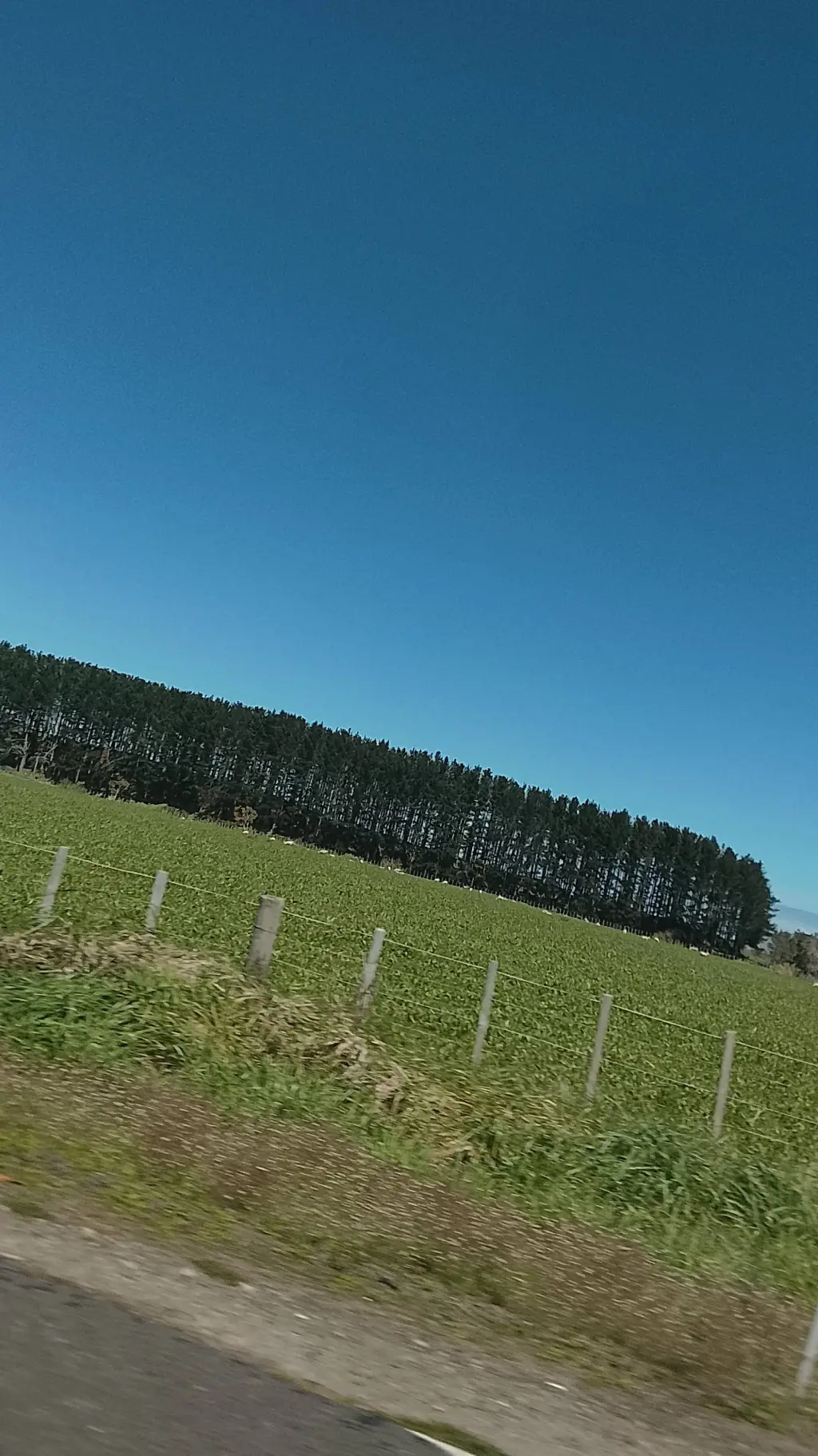ai character: Ask about NZ background