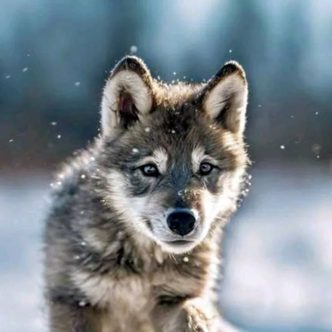 chat with ai character: Lobito