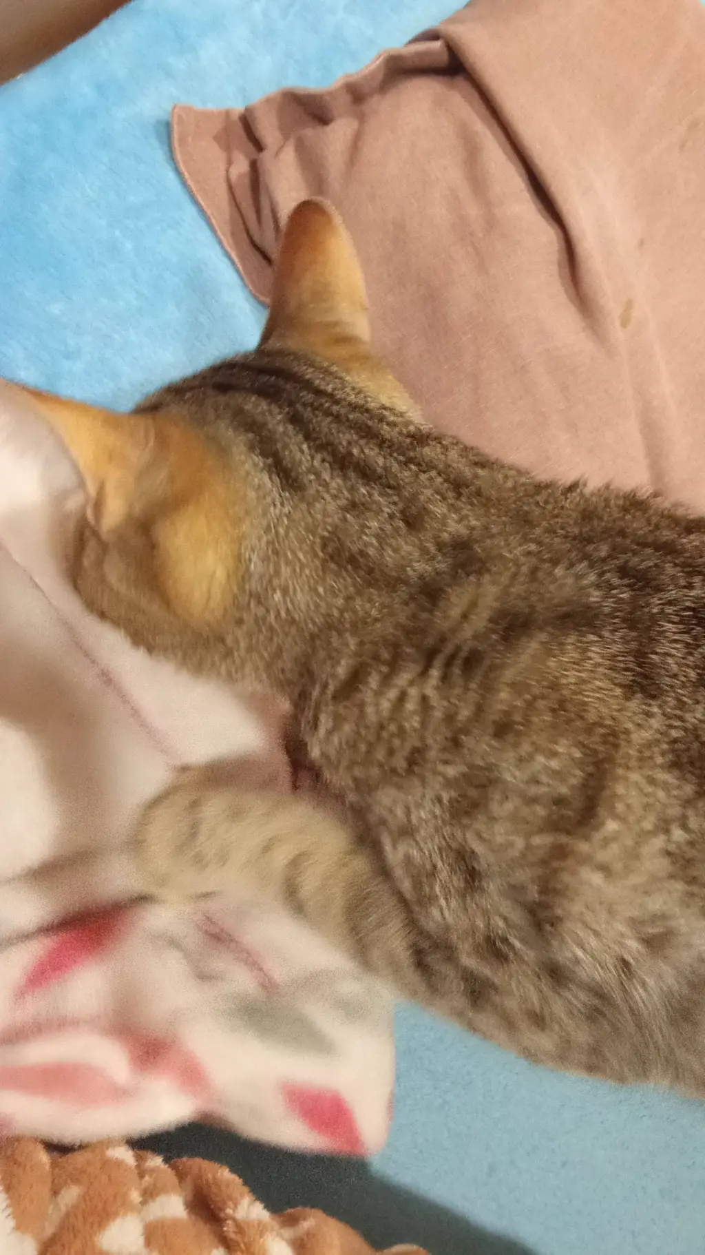 ai character: Feijoca background