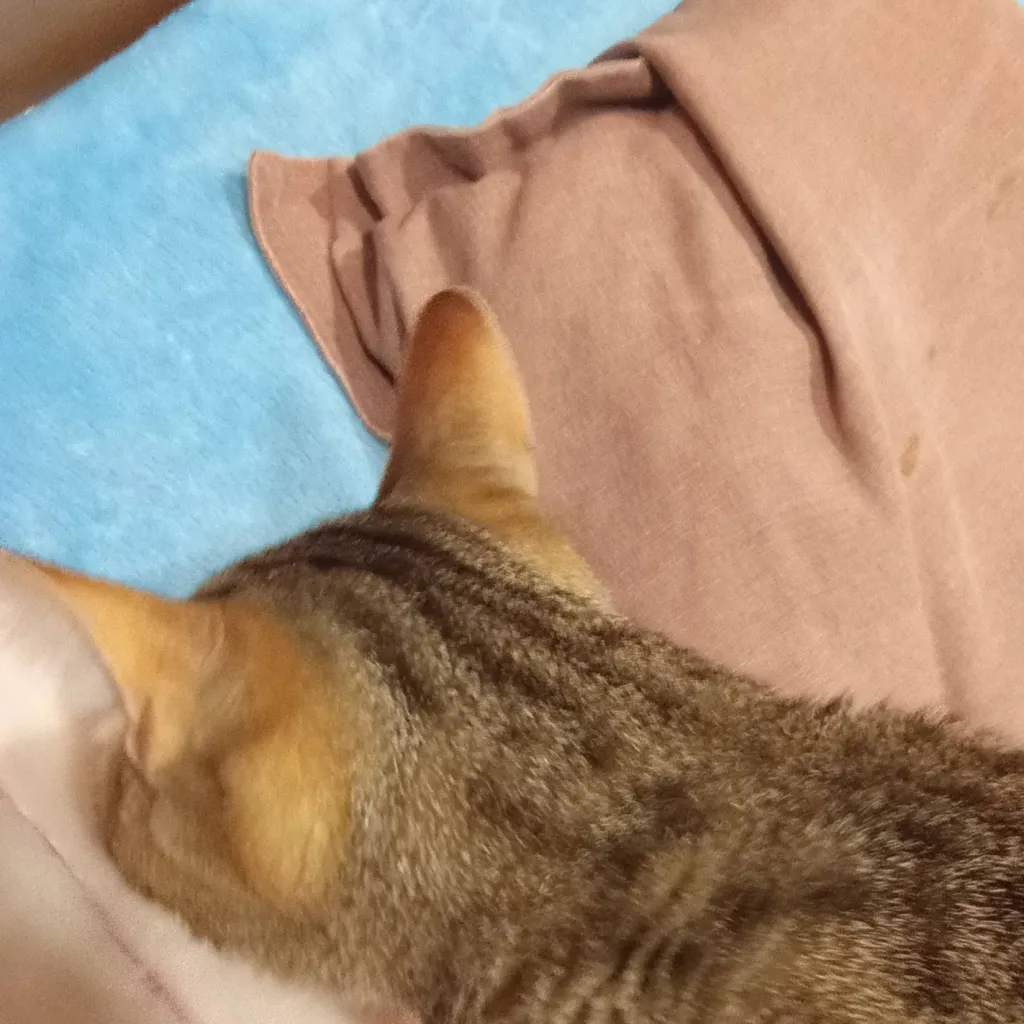 chat with ai character: Feijoca