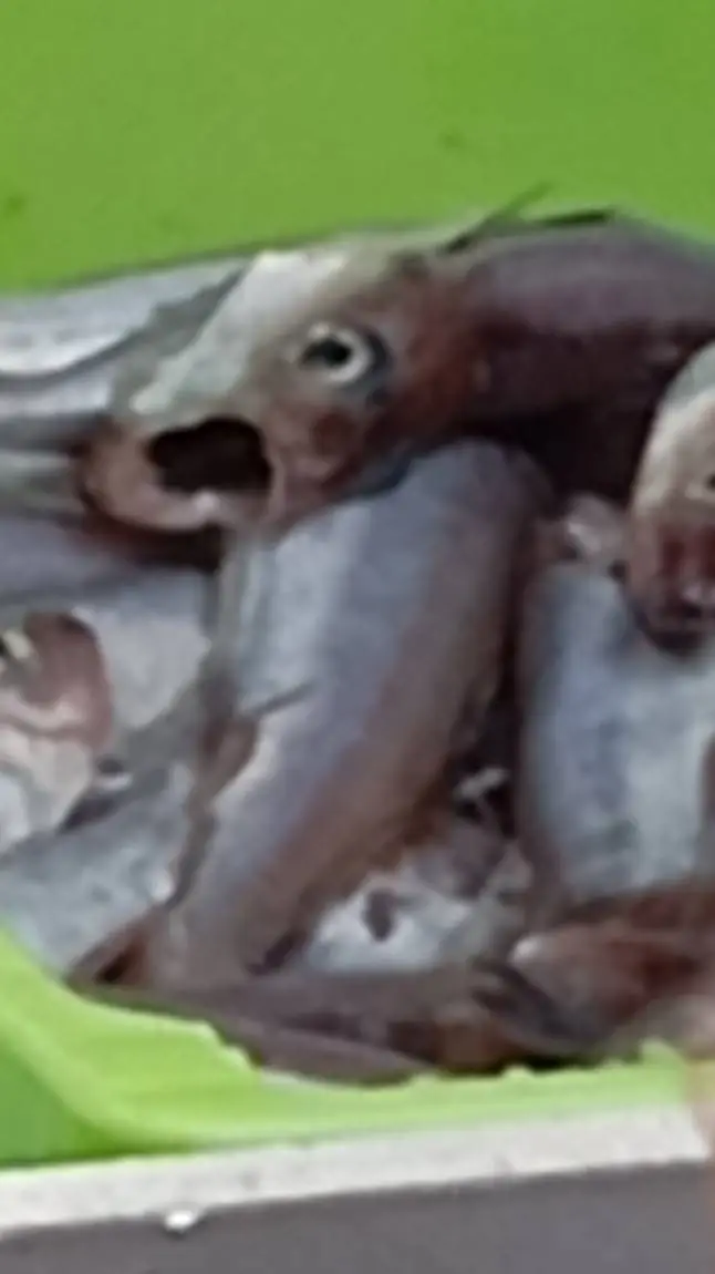 ai character: PESCA background