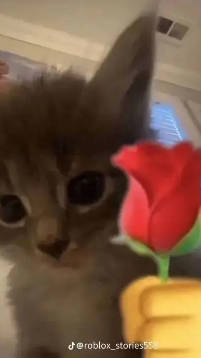 ai character: The tiktok cat background