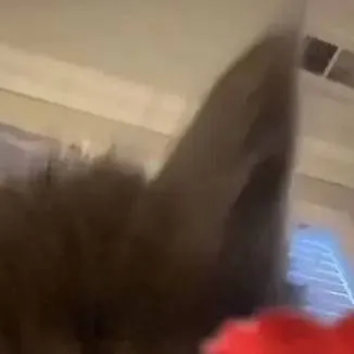 chat with ai character: The tiktok cat