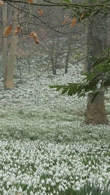 ai character: ¡¡Country Humans!! background