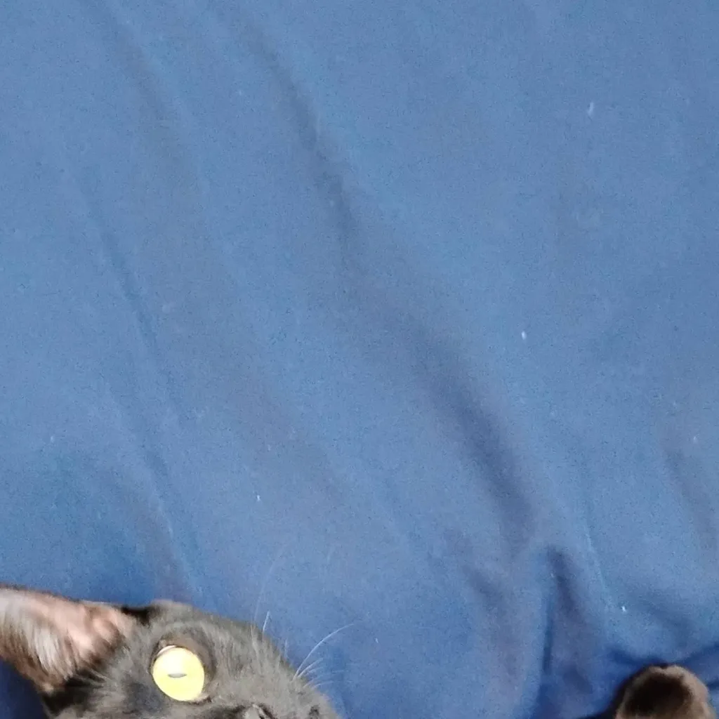 chat with ai character: Macaroni