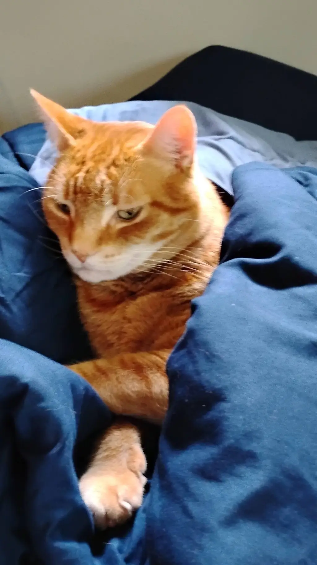 ai character: Peach background