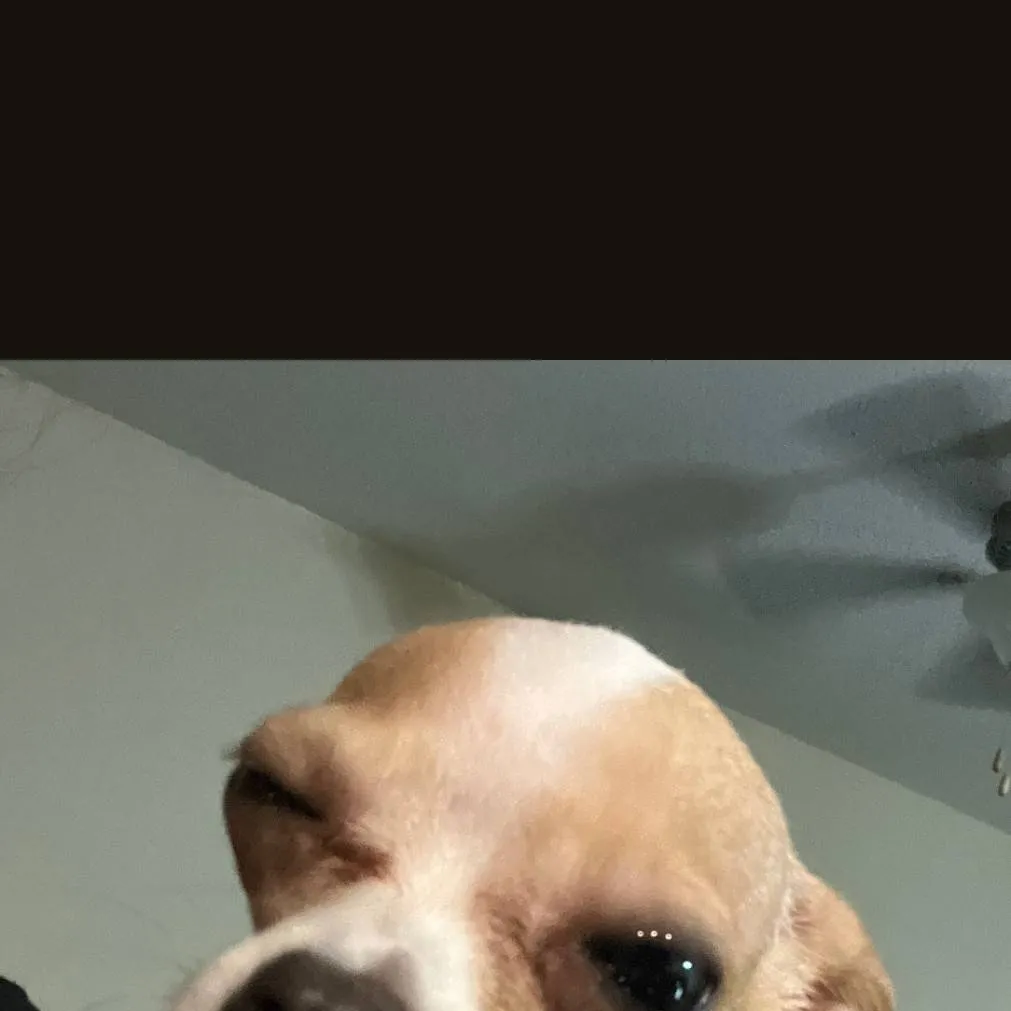 chat with ai character: Looey.