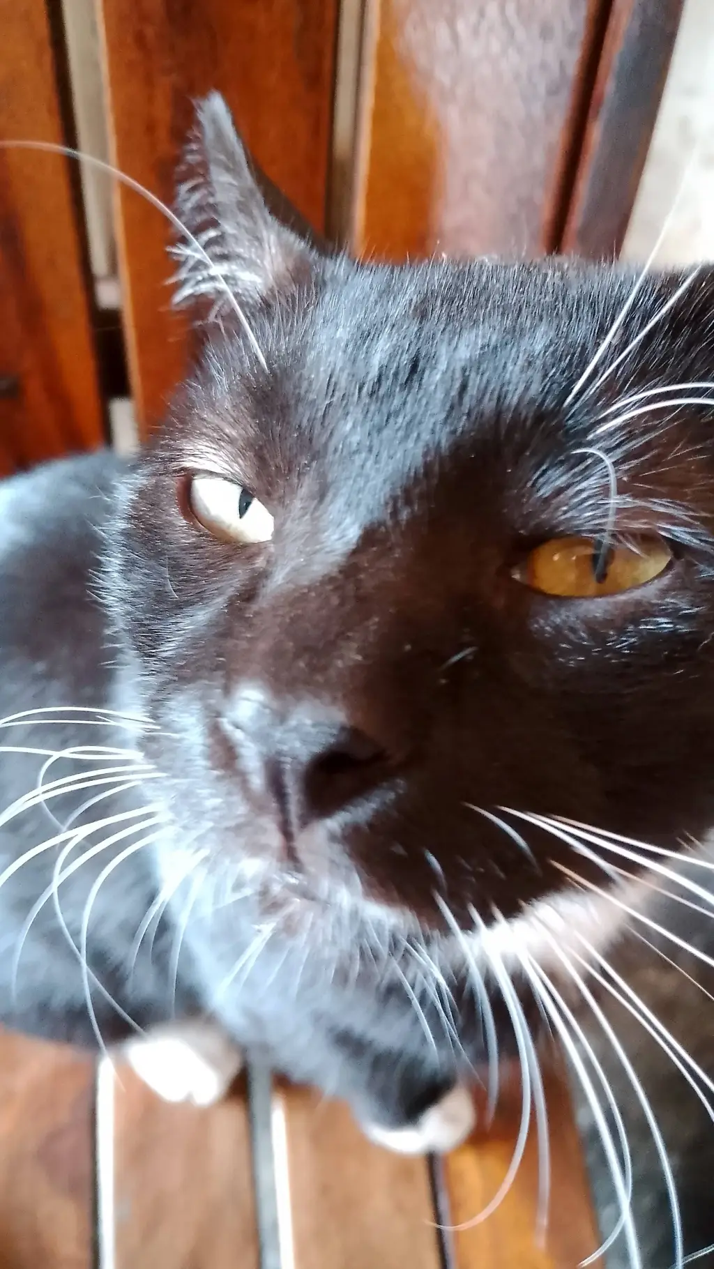 Talkie AI - Chat with el gato negrito 