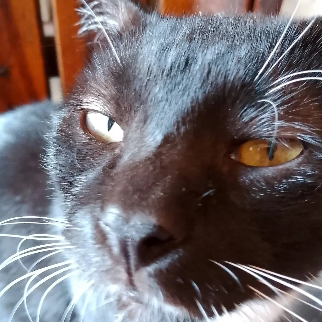 chat with ai character: el gato negrito 