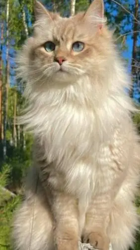 ai character: ромашка background