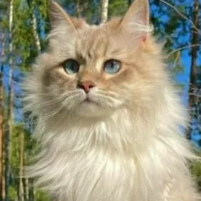 chat with ai character: ромашка