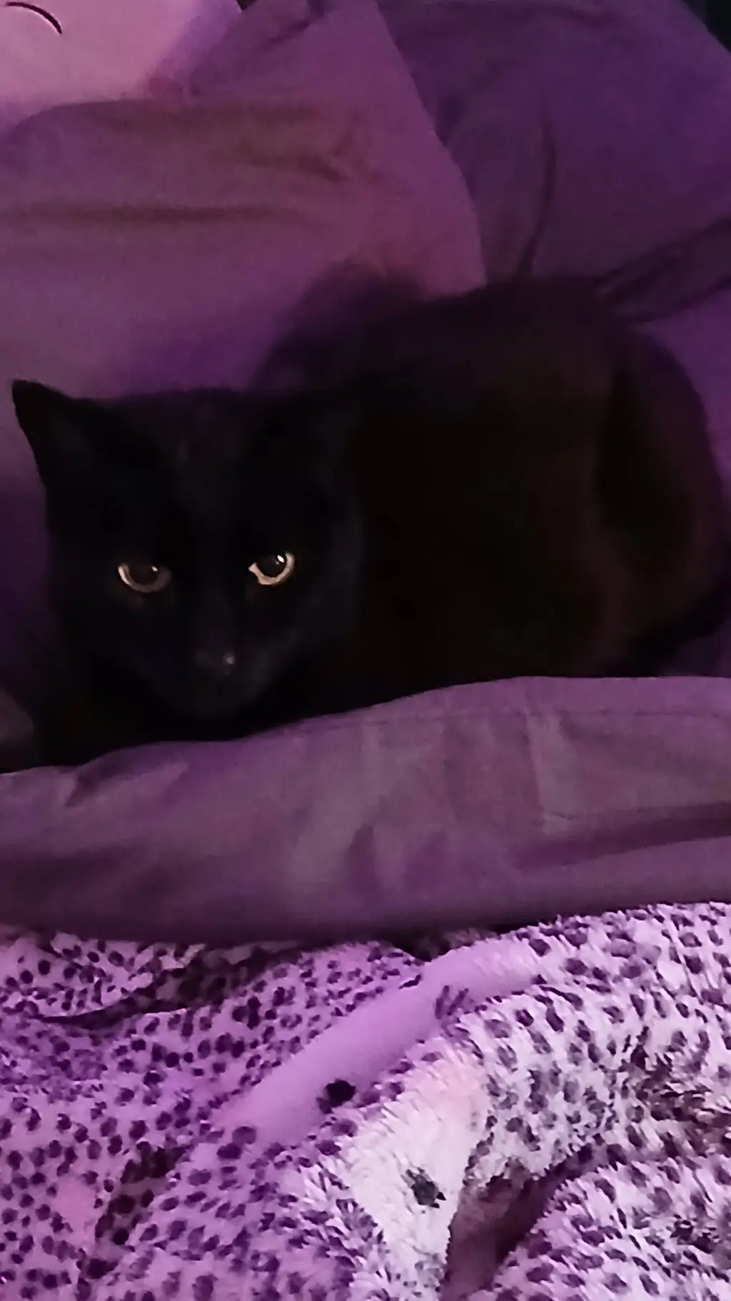 ai character: jinxy background