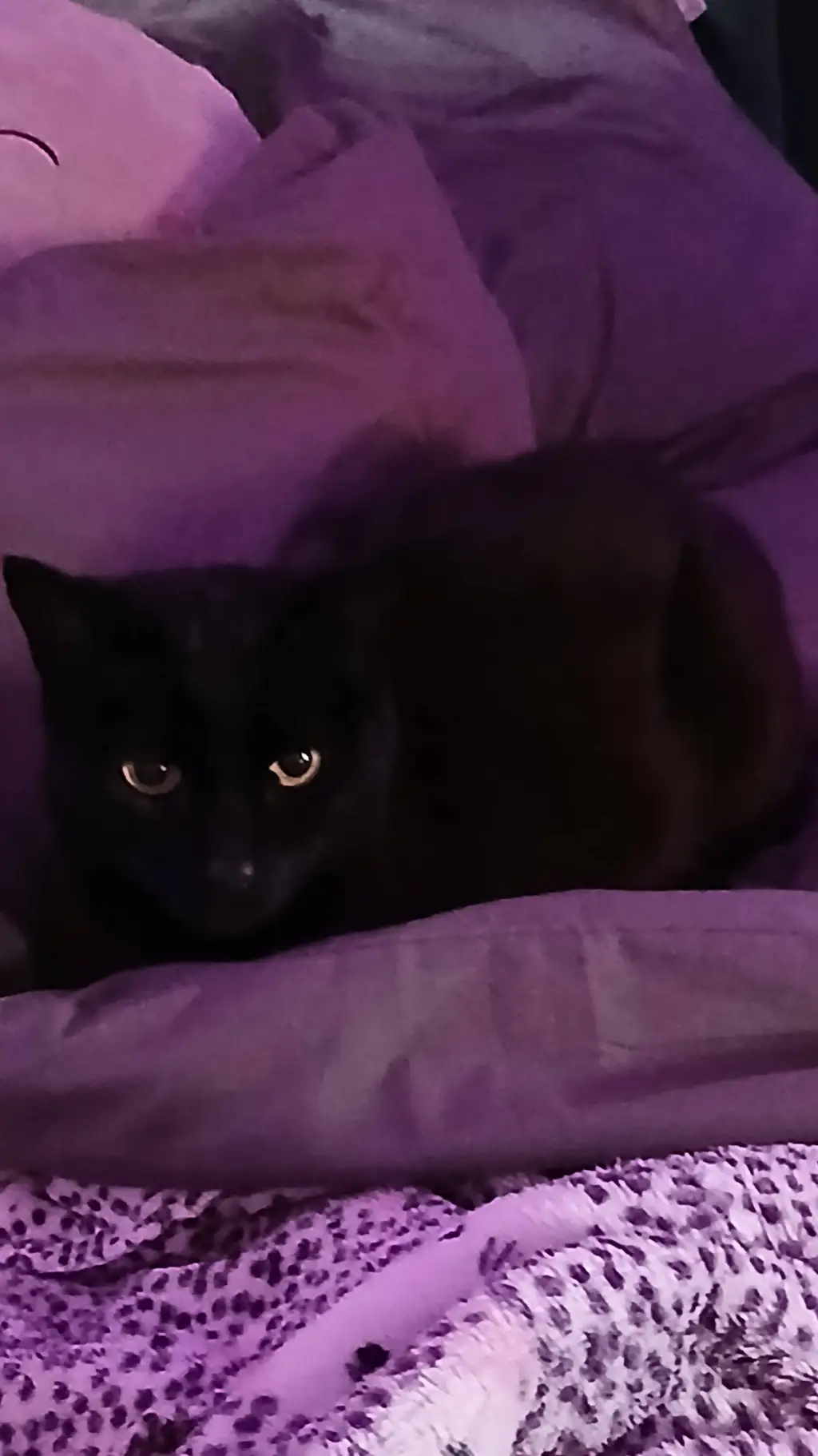 ai character: jinxy background