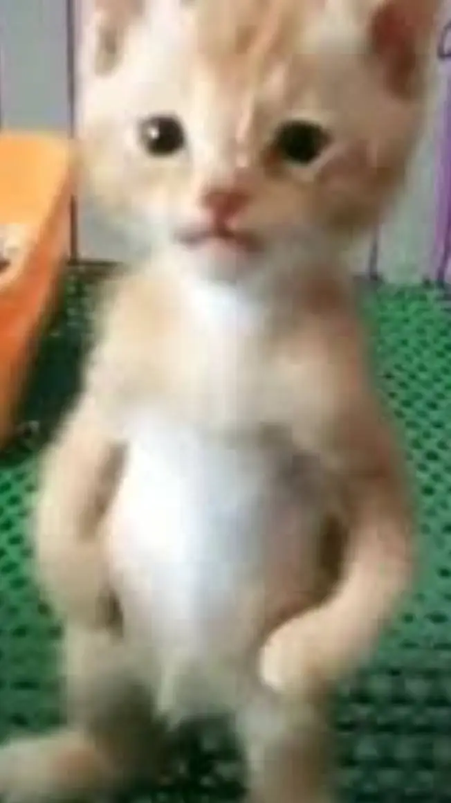 ai character: el pana migel background