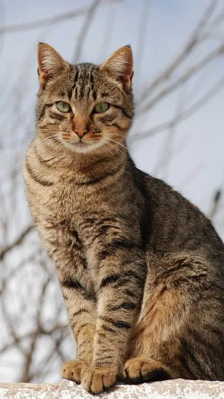 ai character: ~fruitcake! ~🍓 background