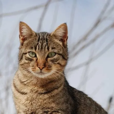 chat with ai character: ~fruitcake! ~🍓