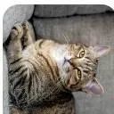 chat with ai character: fruit cakeee