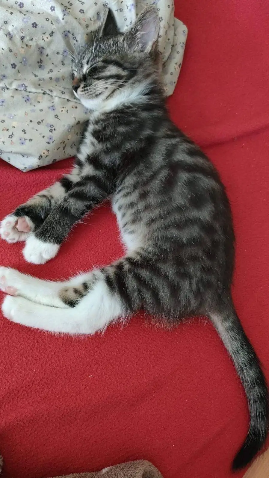 ai character: My cat (2024) background
