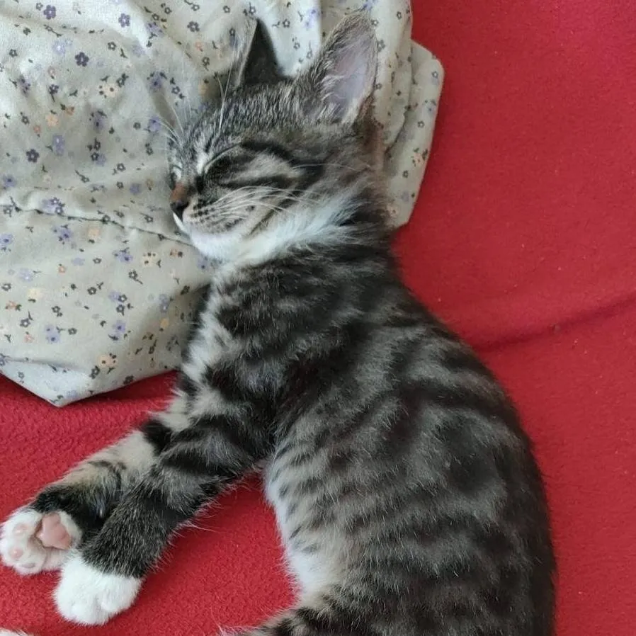 chat with ai character: My cat (2024)