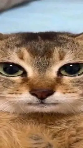 Talkie AI - Chat with Forsaken Pick Me💔