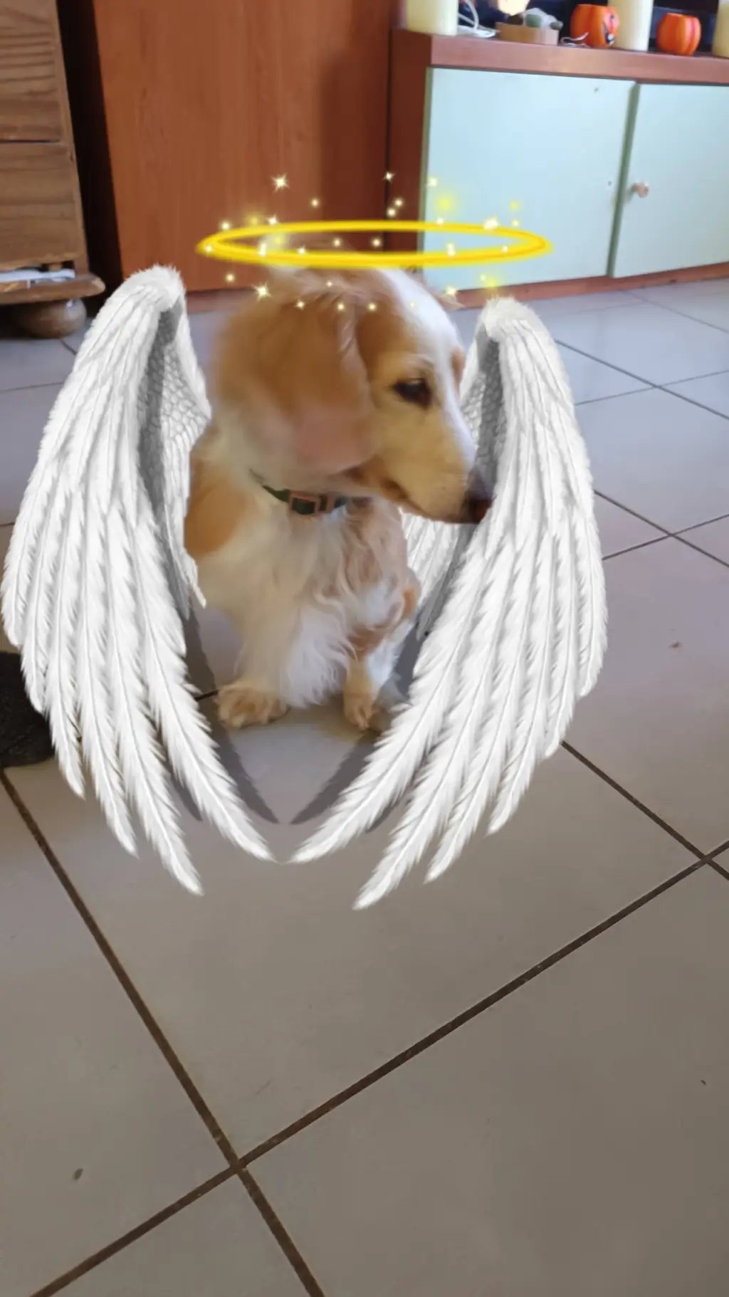 ai character: Mushu(ton chien) background