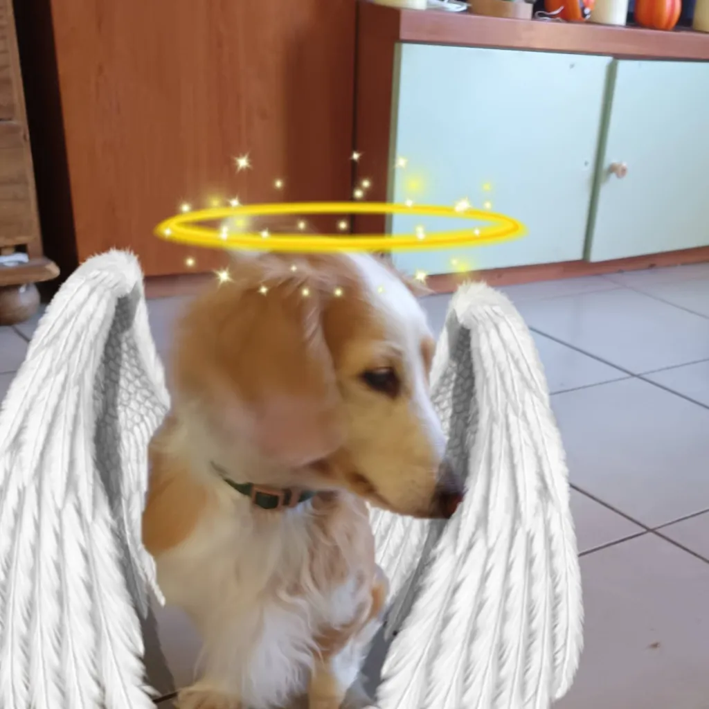 chat with ai character: Mushu(ton chien)