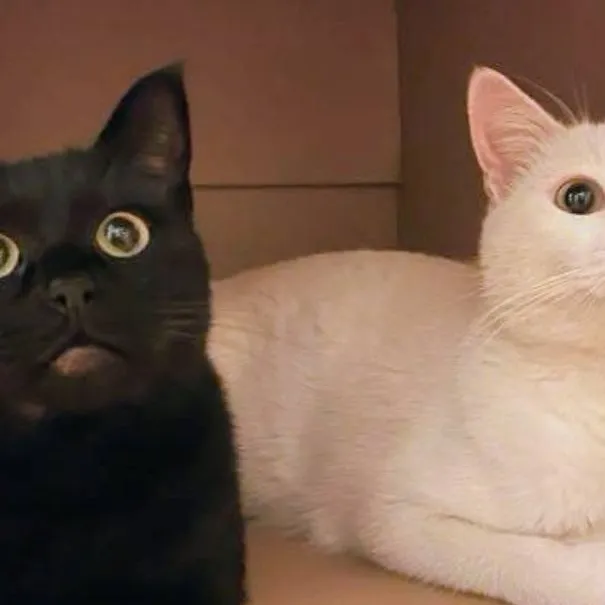 chat with ai character: Kittys