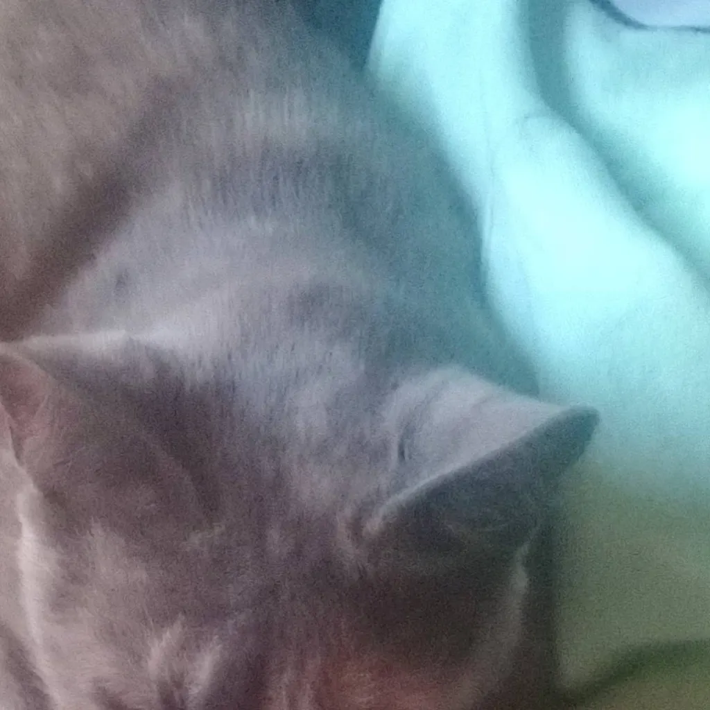 chat with ai character: dw hates pick me