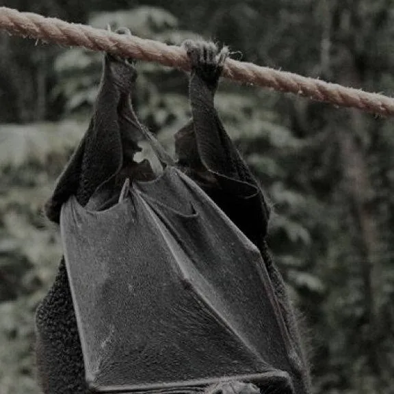 chat with ai character: un murciélago 