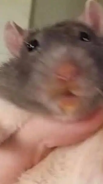 ai character: Dandy words background