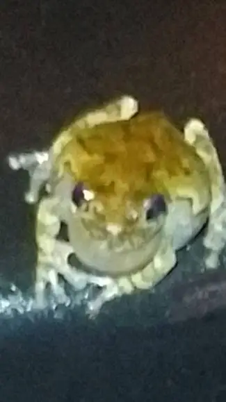 ai character: ur my pet frog background