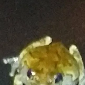 chat with ai character: ur my pet frog