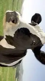 ai character: vaca que mas pides background