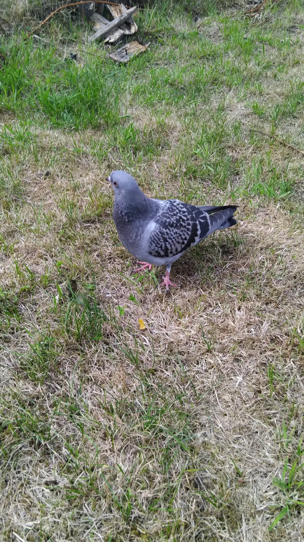 ai character: kpdh.drunk!? background