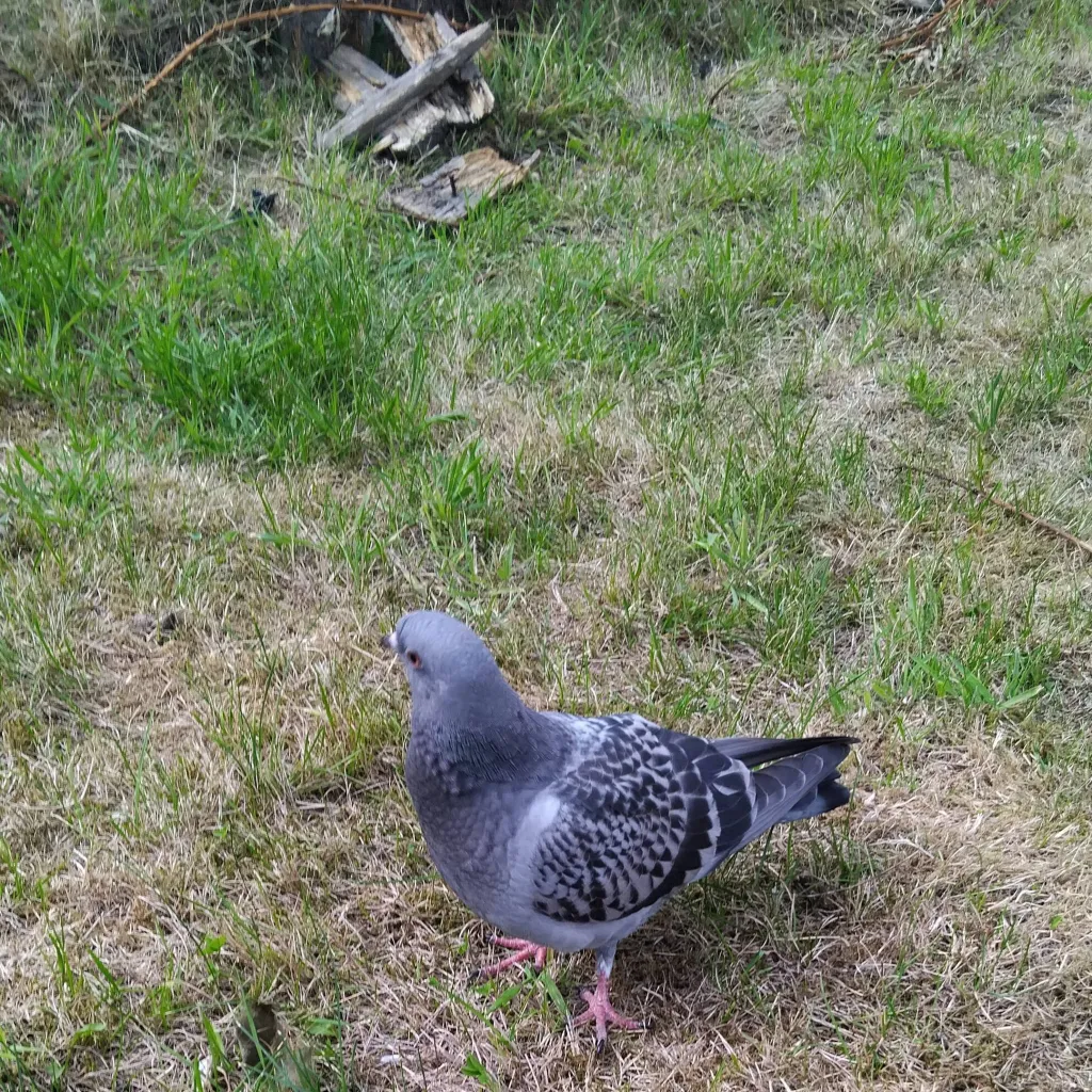 chat with ai character: kpdh.drunk!?