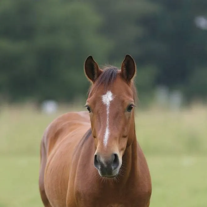 chat with ai character: cavaleiroi