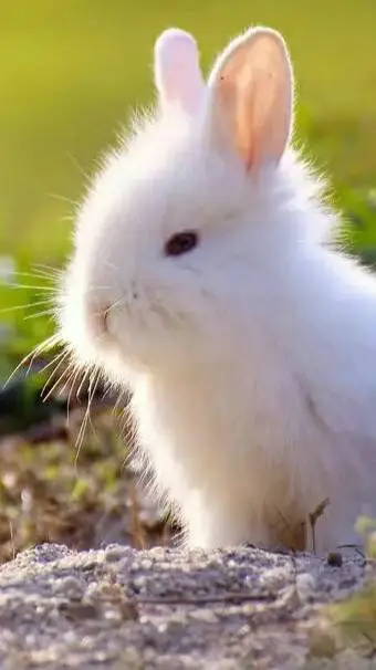 ai character: HxH background