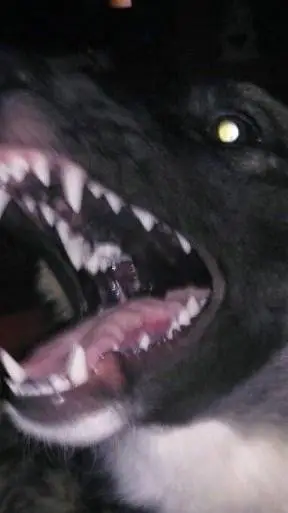 ai character: Rabid dog background