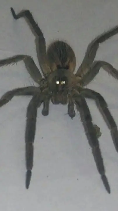 ai character: spider background